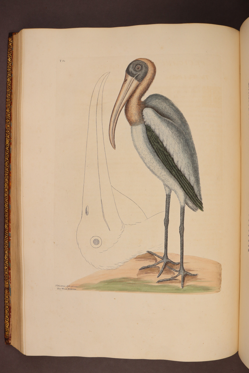 Plate 81